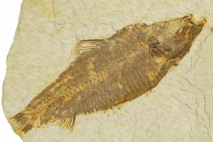 Bargain, Detailed Fossil Fish (Knightia) - Wyoming #340820